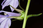 Pale spike lobelia